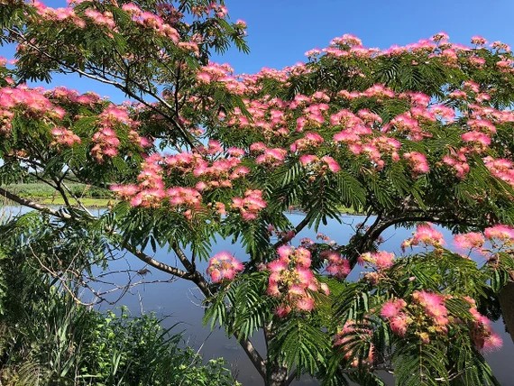 Arbre_A_Soie 